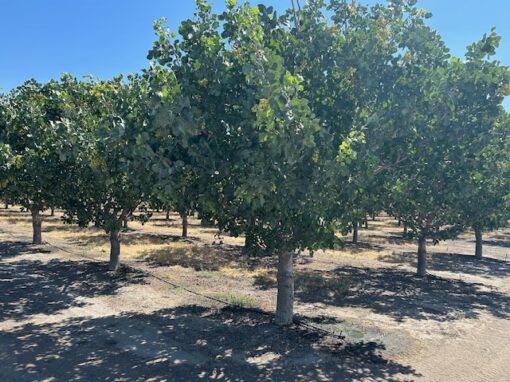 170 +/- Acres in Buttonwillow, California