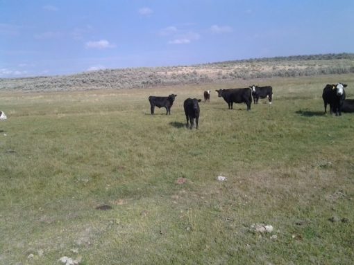 Lakeview Ranch - Cattle/Recreation - 860+/- Acres - Image 3