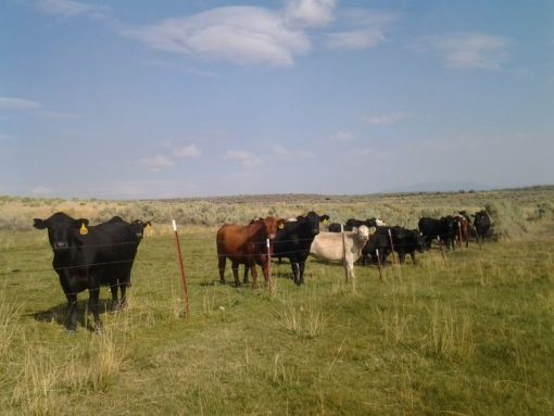 Lakeview Ranch - Cattle/Recreation - 860+/- Acres - Image 4