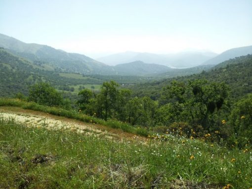 PINE FLAT RANCH - SOLD - Image 7