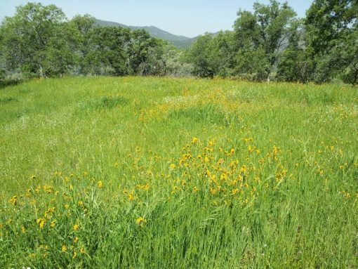PINE FLAT RANCH - SOLD - Image 6