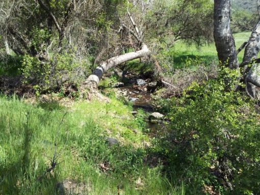 PINE FLAT RANCH - SOLD - Image 3