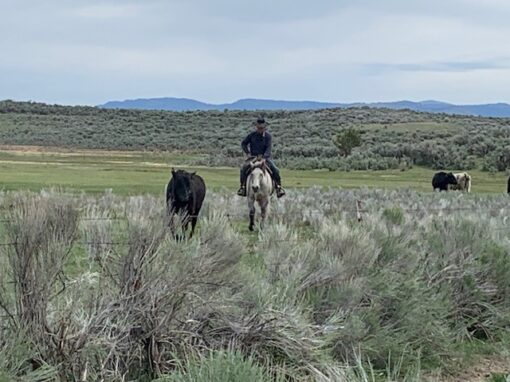 Lakeview Ranch - Cattle/Recreation - 860+/- Acres - Image 15