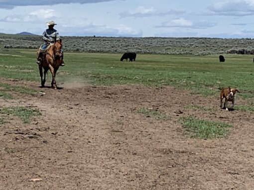 Lakeview Ranch - Cattle/Recreation - 860+/- Acres - Image 14