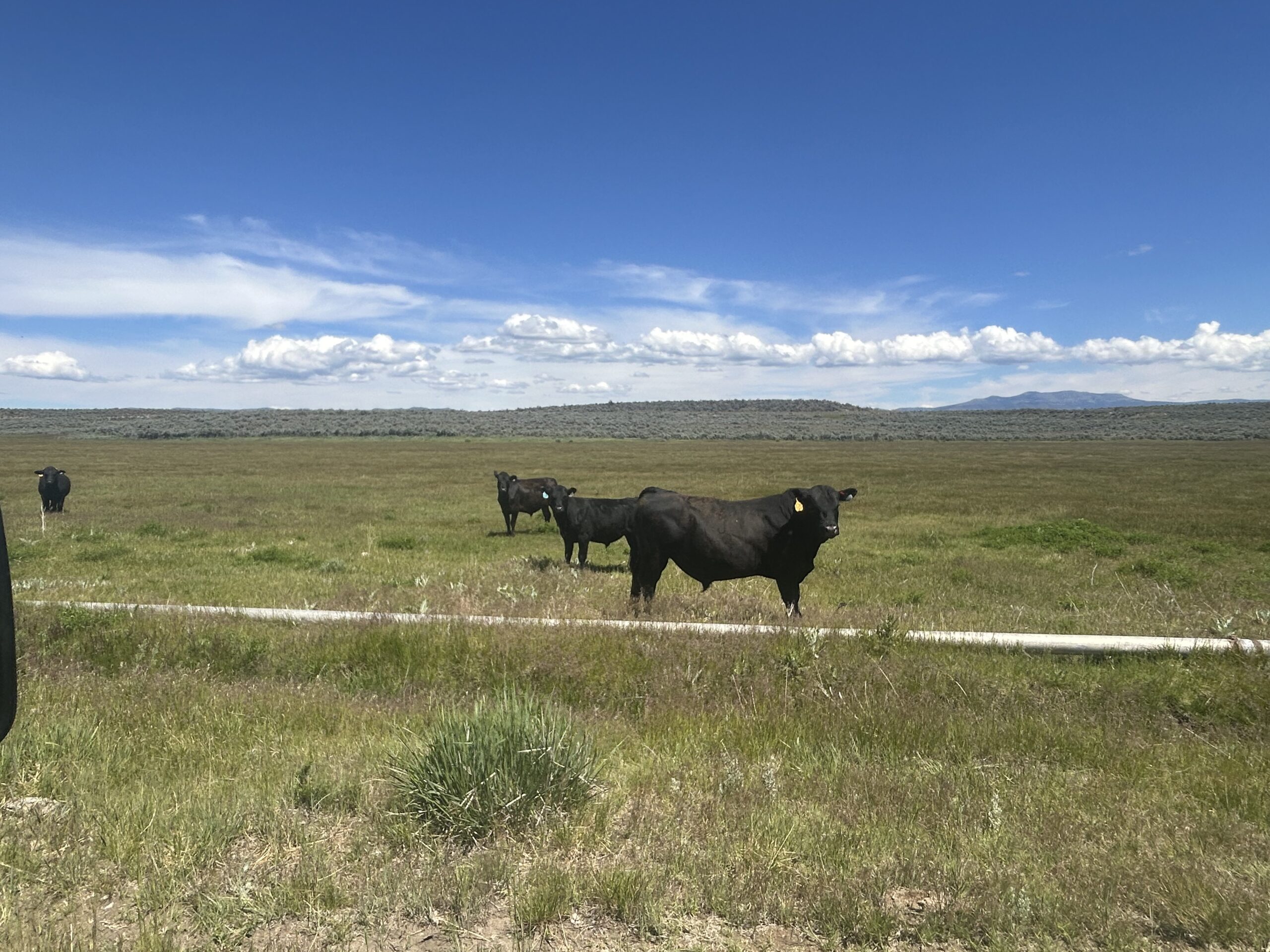 Flowing Wells Ranch - Cattle/Recreation - 868+/- Acres (Lakeview, OR) - Image 78
