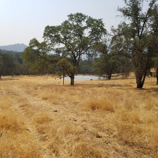 PINE FLAT RANCH - SOLD - Image 10