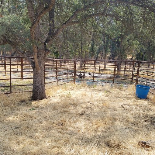PINE FLAT RANCH - SOLD - Image 11