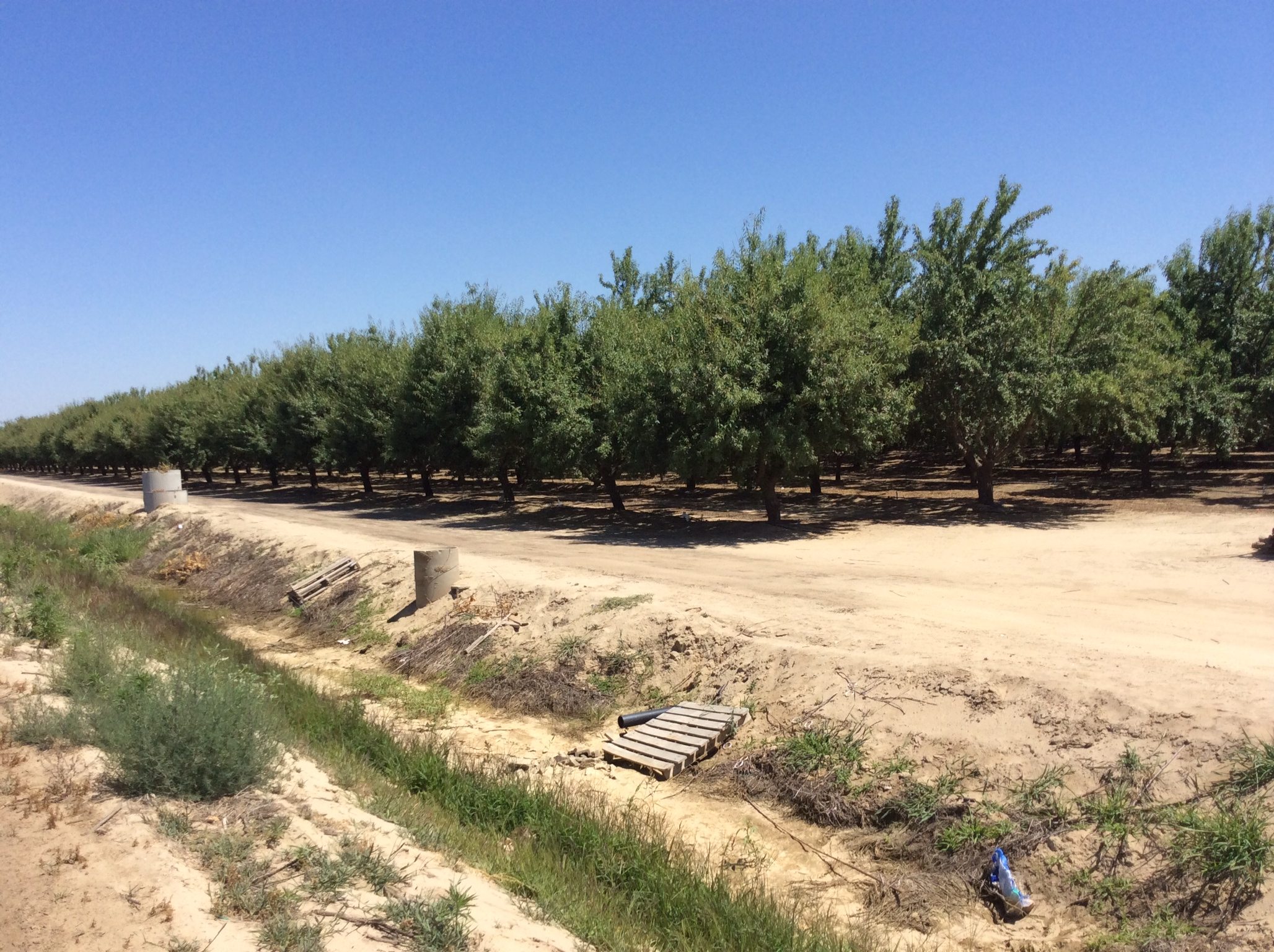 SOLD - 49 (+/-) Premium Almond Orchard - Fresno County - Image 4