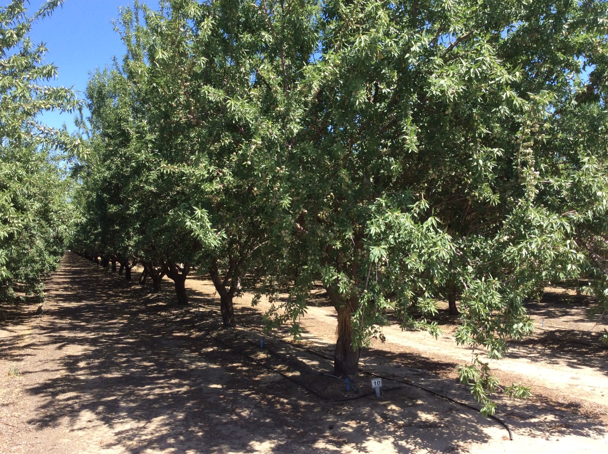 SOLD - 49 (+/-) Premium Almond Orchard - Fresno County - Image 5