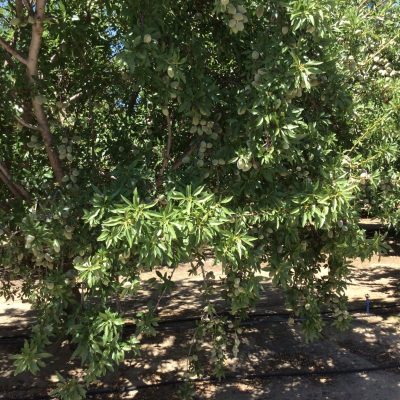 SOLD - 49 (+/-) Premium Almond Orchard - Fresno County