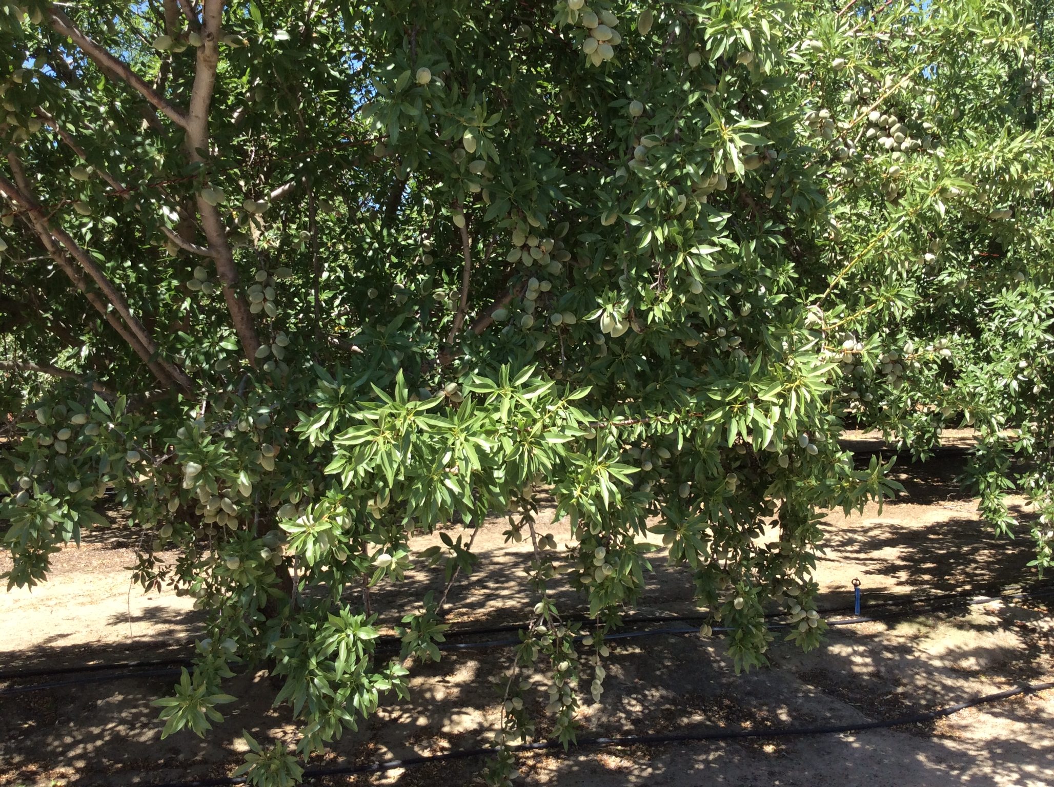 SOLD - 49 (+/-) Premium Almond Orchard - Fresno County
