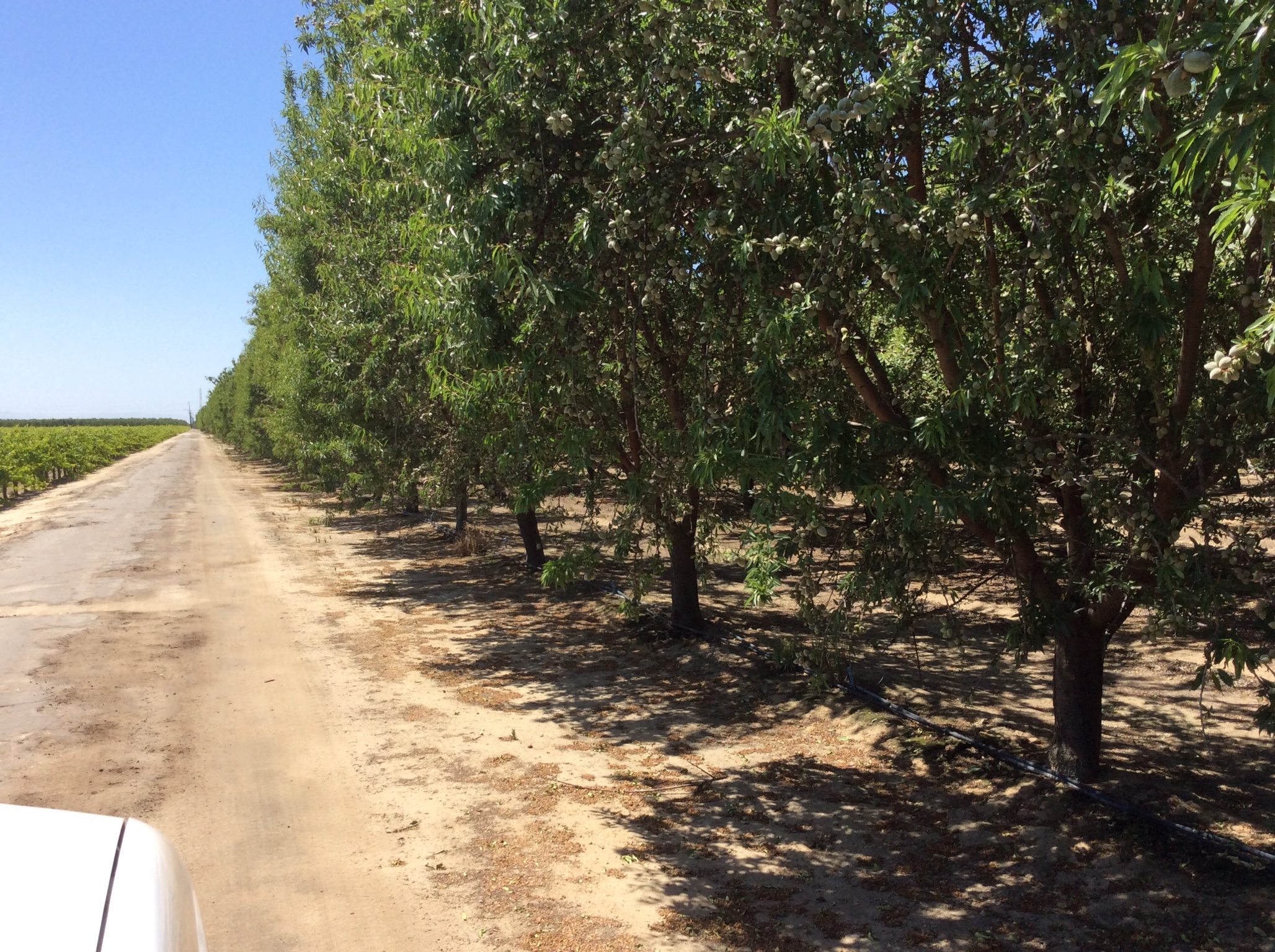SOLD - 49 (+/-) Premium Almond Orchard - Fresno County - Image 3