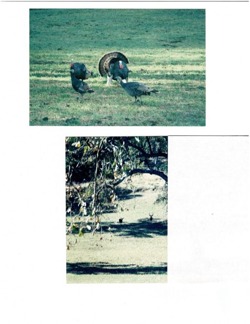 SOLD - LOS GATOS CREEK RANCH - Recreation/Cattle - Image 2