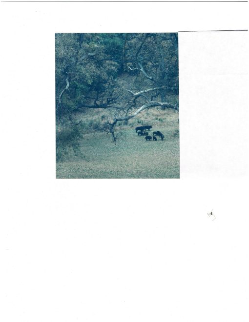 SOLD - LOS GATOS CREEK RANCH - Recreation/Cattle - Image 5