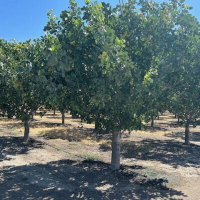 PISTACHIOS - 170 acres - Buttonwillow, CA