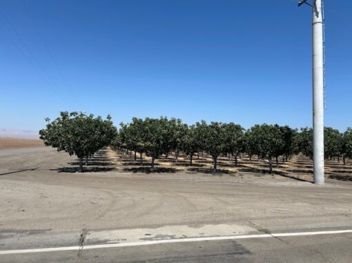 PISTACHIOS - 170 acres - Buttonwillow, CA - Image 8