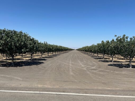 PISTACHIOS - 170 acres - Buttonwillow, CA - Image 3