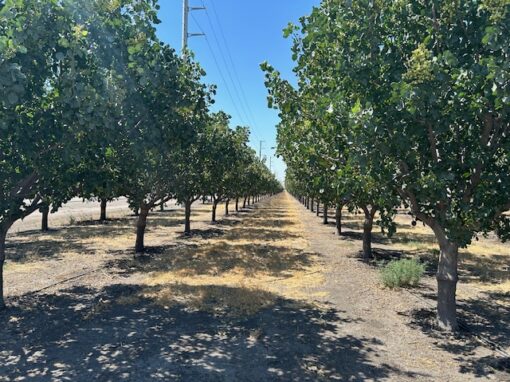 PISTACHIOS - 170 acres - Buttonwillow, CA - Image 2